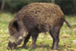 Reunión de seguimiento las enfermedades de loa animales