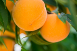 En el marco de la aplicación de la Política Agraria Común 