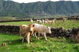 Reunión del Comité de la Red de Alerta Sanitaria Veterinaria de España 