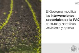 Hoy, en Consejo de Ministros