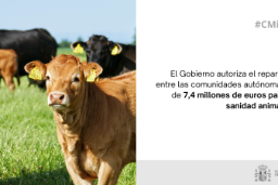 Hoy, en Consejo de Ministros