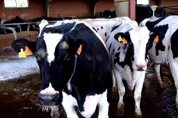 El comité RASVE examina la situación de las enfermedades animales