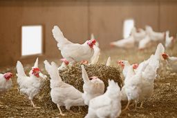 Mediante orden publicada hoy en el BOE  