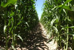 Para el desarrollo de la política española en materia de acceso a recursos fitogenéticos españoles para la agricultura y la alimentación 