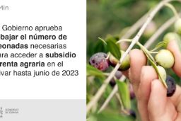 Para responder al impacto de la sequía en el olivar