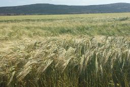 HOY EN EL BOE, LA ORDEN DE REDUCCIÓN DE MÓDULOS DEL IRPF EN EL SECTOR AGRARIO APLICABLE A LA DECLARACIÓN DE LA RENTA DE 2019