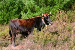 El Ministerio de Agricultura, Pesca y Alimentación ha dado la autorización a la Euskadiko Terreño Federakuntza 