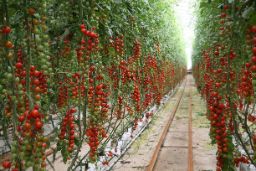 A través de la Sociedad Mercantil Estatal de Infraestructuras Agrarias (SEIASA)