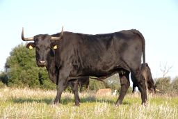 PARA ADAPTAR LA NORMATIVA NACIONAL AL NUEVO MARCO COMUNITARIO 