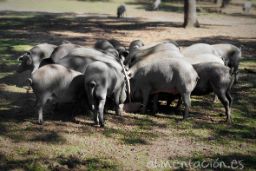 MEDIANTE LA MODIFICACIÓN DEL REAL DECRETO DE AYUDAS PUBLICADO EL PASADO 21 DE JULIO 