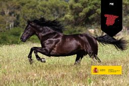 Raza equina emblemática por sus cualidades físicas y belleza