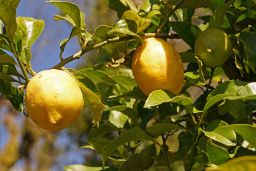 PARA INCORPORAR A LA NORMATIVA NACIONAL LAS ÚLTIMAS DISPOSICIONES COMUNITARIAS EN LA MATERIA 