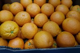 El director general de Sanidad de la Producción Agraria visita Almassora (Castellón)