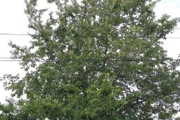 Consejo de Ministros 