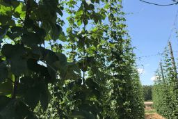 PARA IMPULSAR EL DESARROLLO DEL SECTOR 