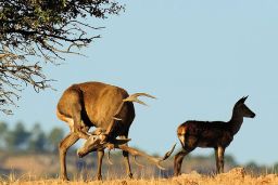 Hoy y mañana en Postonja (Eslovenia)    