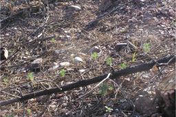 MAÑANA SE CELEBRA EL DÍA MUNDIAL DE LUCHA CONTRA LA DESERTIFICACIÓN