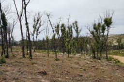 EJECUTADAS POR EL MINISTERIO DE AGRICULTURA, PESCA Y ALIMENTACIÓN POR VÍA DE EMERGENCIA 