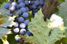 La orden se ha publicado hoy en el Boletín Oficial del Estado