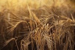 EN EL MARCO DE LOS PROGRAMAS DE DESARROLLO RURAL Y CON CARGO AL FONDO FEADER