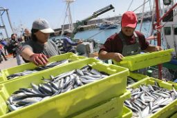 SEGÚN LAS RESOLUCIONES DE APERTURA Y GESTIÓN ADOPTADAS POR LA SECRETARÍA GENERAL DE PESCA 