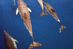 Consejo de Ministros