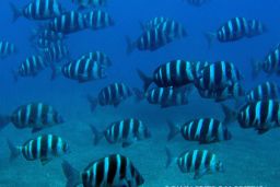 INTEGRADA EN LA RED DE RESERVAS MARINAS DE INTERÉS PESQUERO  