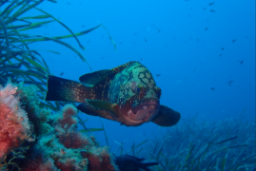 Del 26 de febrero al 11 de marzo