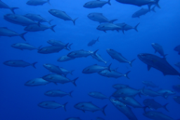 El aniversario se celebra el viernes 12 de julio