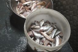 EN UNA ACTUACIÓN CONJUNTA CON INSPECTORES DE LA GENERALITAT DE CATALUNYA 