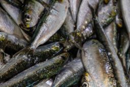 Publicada la resolución en el Boletín Oficial del Estado 