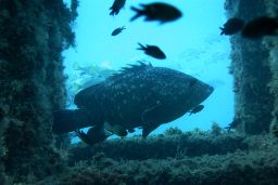 Creada en 1896, fue la primera declarada en España