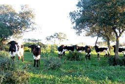 En línea con la nueva legislación comunitaria