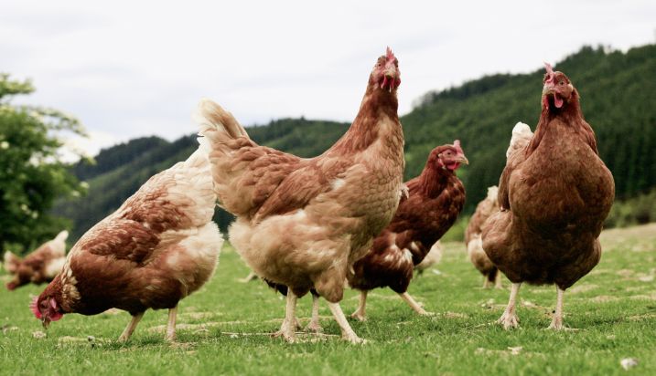 Nuevas medidas preventivas para atajar la influenza aviar 