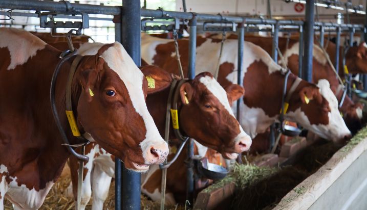 La ceremonia de entrega del galardón se celebra hoy en Roma