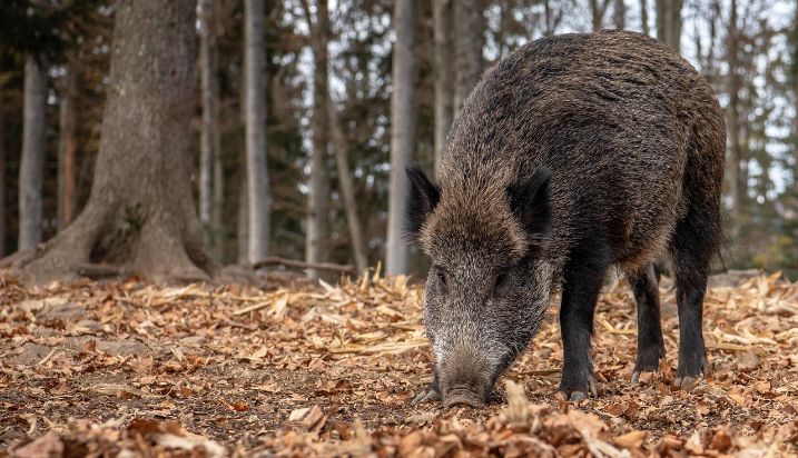 Analizados por el Laboratorio Central de Veterinaria de Algete