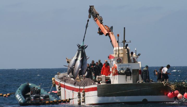 Permitirá el reparto de 2,9 millones de kilos no utilizados