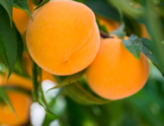 En el marco de la aplicación de la Política Agraria Común 