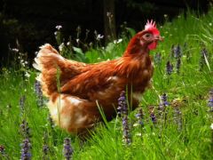 Gallina