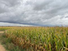 Aprobado el 46º Plan de Seguros Agrarios Combinados en Consejo de Ministros 