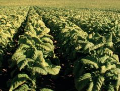 PUBLICADA HOY EN BOE LA ORDEN MINISTERIAL