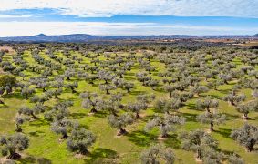 Mediante reglamento publicado hoy en el Diario Oficial de la Unión Europea
