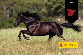 Raza equina emblemática por sus cualidades físicas y belleza
