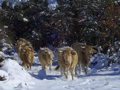 EL LOGOTIPO “100% RAZA AUTÓCTONA” SIGUE CRECIENDO 