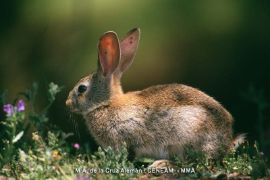 Mediante una orden publicada hoy en BOE  