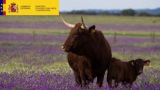 HOY, EN EL CONSEJO DE MINISTROS