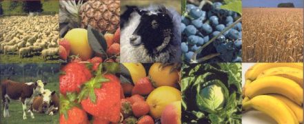 Red Contable Agraria Nacional – Resultados provisionales 2019