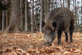 Confirmado por el Laboratorio Central de Veterinaria de Algete