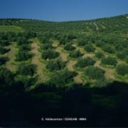 Nota informativa sobre envíos de semillas no solicitadas de terceros países por riesgo de sanidad vegetal