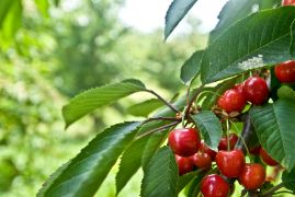 En virtud del protocolo firmado por ambos Gobiernos en abril